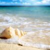 Discover the Magic of Sea Shells: Varieties, Uses, and Benefits