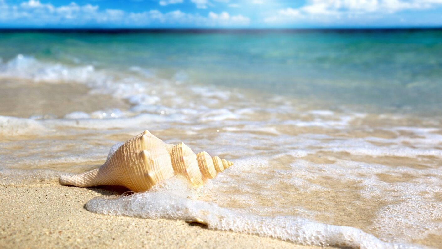 seashells for sale online