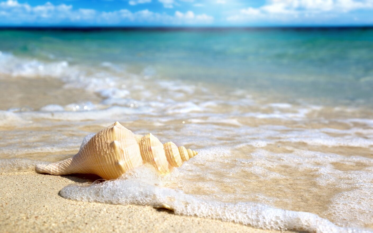 seashells for sale online